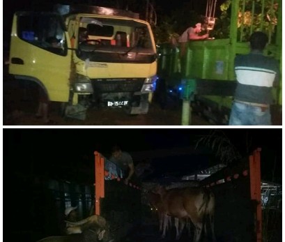 Polres Kuansing Amankan Truk Diduga Angkut Ternak Curian 