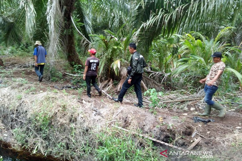 BBKSDA Riau kesulitan cari jejak harimau Sumatera masuk kampung, Kok bisa? 