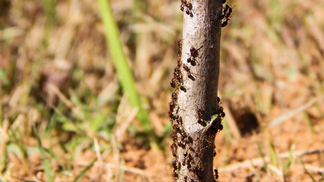 Semut adalah Petani yang Hebat