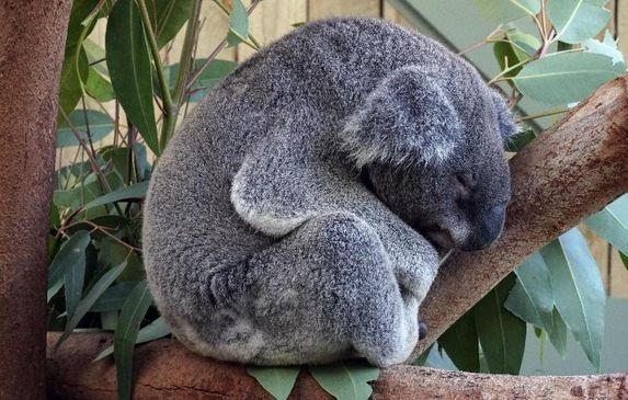 Ratusan Koala Diduga Mati akibat Kebakaran Hutan di Australia