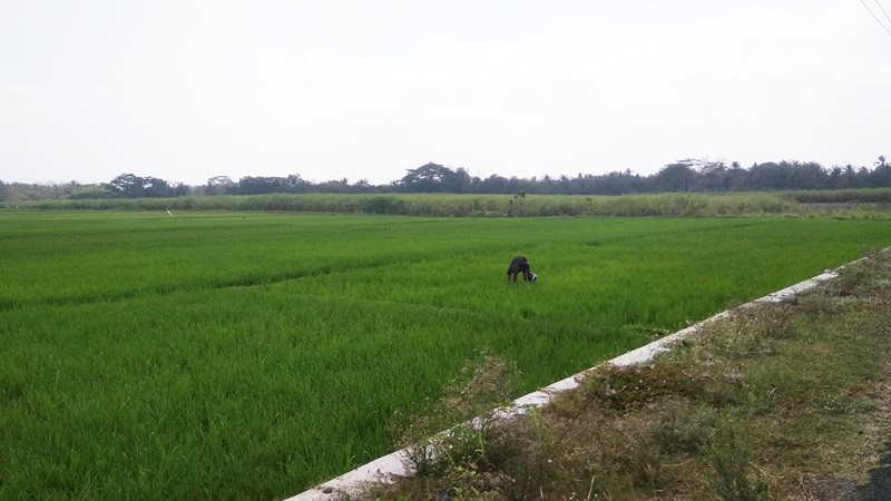 Petani di Yogyakarta Buat Sumur Mandiri untuk Pengairan