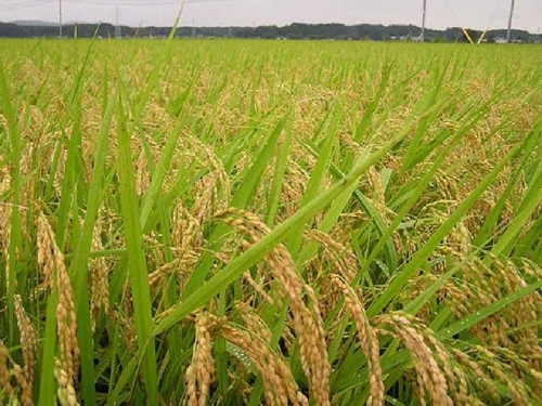 Hanya Manfaatkan Padi untuk Konsumsi Keluarga, Kepala DTPHP Inginkan Petani Inhil Mencontoh Sumbar