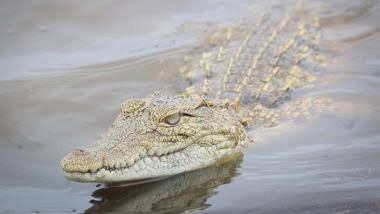 Buaya Muncul Santap Hewan Ternak Warga