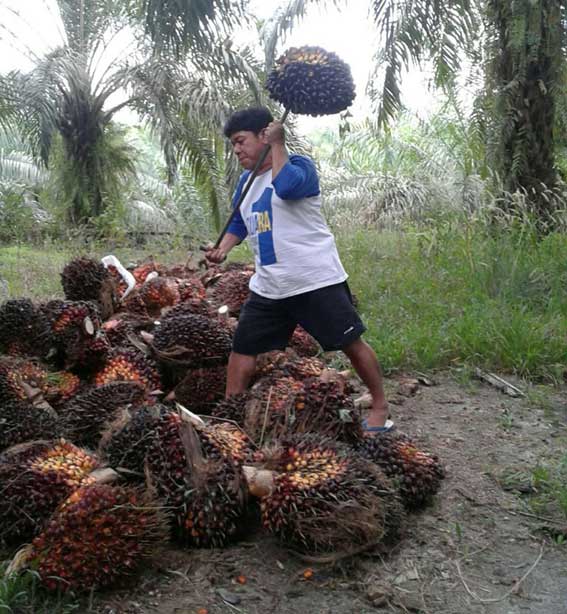 Apkasindo Ajak Petani Bergabung 