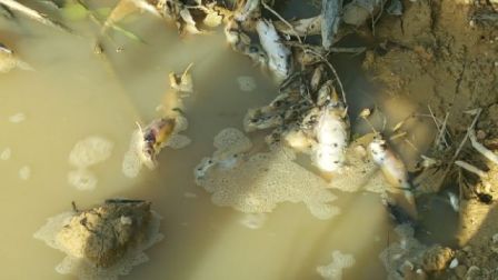 BLH Kuansing Kirim Sampel ke Laboratorium, Ribuan Ikan Mati Akibat Tercemar Limbah