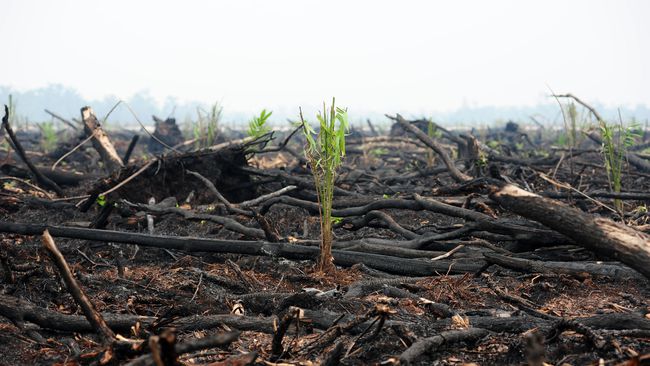 Cegah Kebakaran Lahan Gambut, BRG Optimalkan Sumur Bor 
