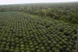 Beroperasi di Kawasan Hutan, DPRD Inhu Sebut Dirut PT PLM Dapat Dipidana