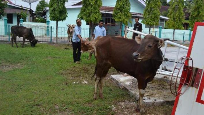 Wilmar Group Salurkan 13 Hewan Kurban di Dumai