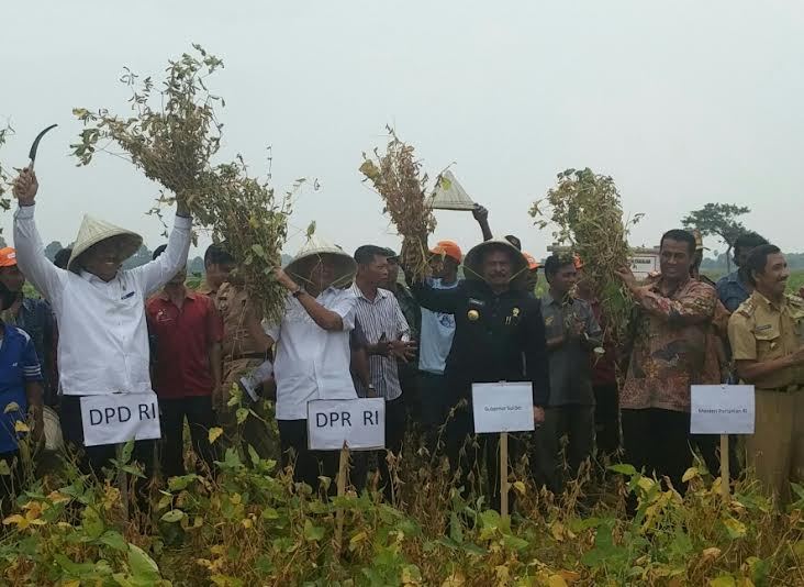 Panen Raya Kedelai, Mentan: Kita Harus Kendalikan Impor 