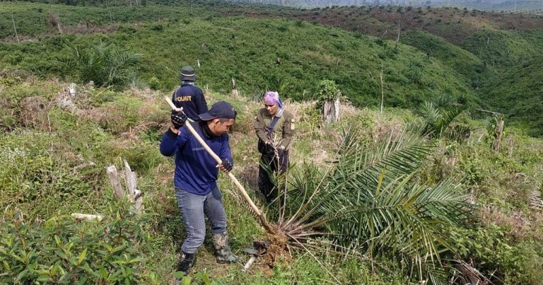 Polhut Cabut 10 Hektar Kelapa Sawit di Kawasan TNBT