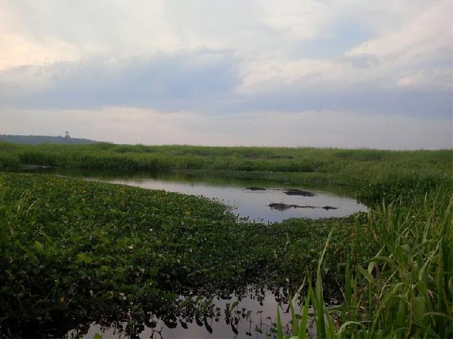 Sungai Bangko Tersumbat, 5.000 Hektare Lahan Terendam 