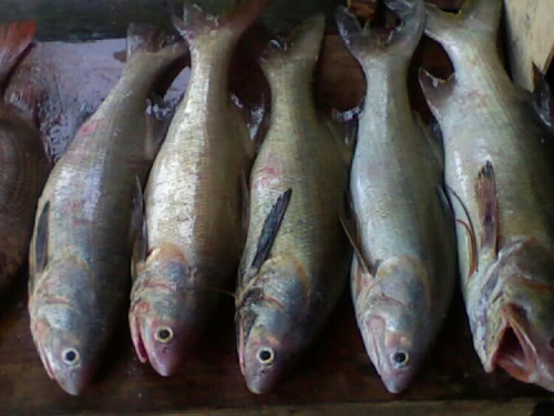 Tak Ada Pasar, Nelayan Meranti Terpaksa Jual Ikan ke Tanjungbalai 