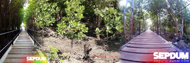 Bandar Bakau ‘Tarik Mata’ 20 Ribu Wisatawan 