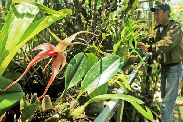 Festival Anggrek Indonesia Digelar di Kew Garden London