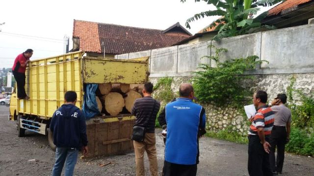 Cukong Pembalakan Liar di SM Kerumutan Diringkus