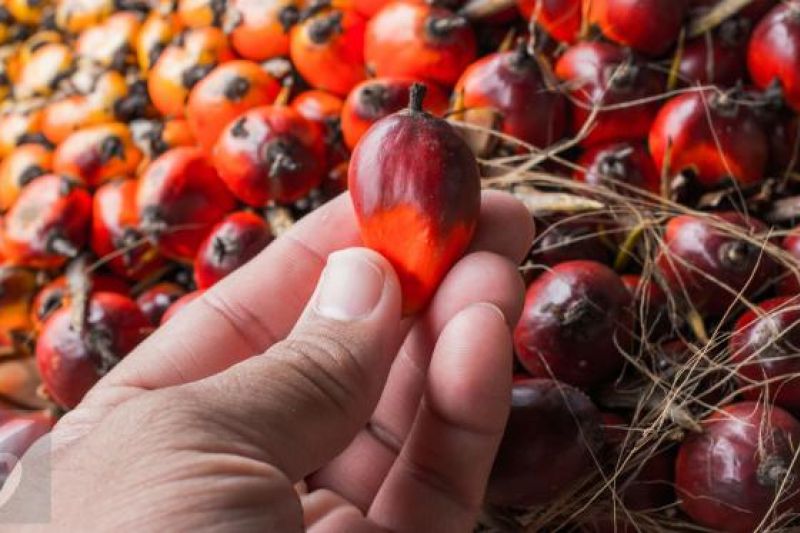 Harga Sawit di Bagan Siapi Masih Bertahan