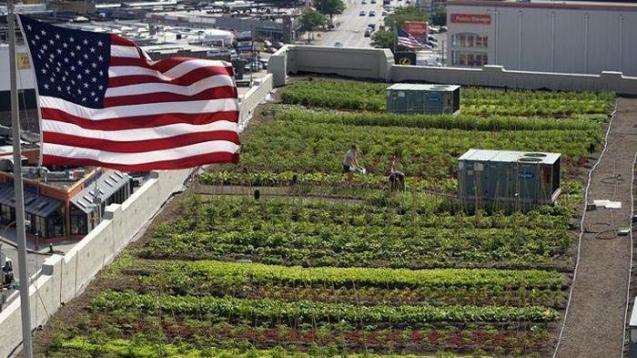 New York Bangun Lahan Pertanian di Atap Gedung