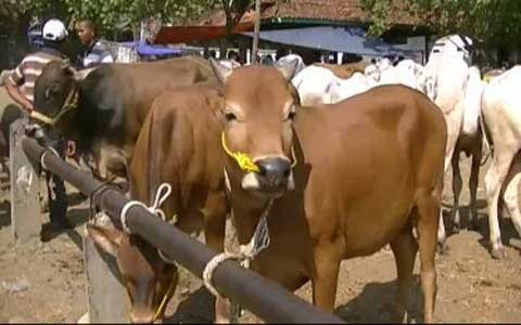621 Sapi dan 92 Kambing di Dumai Diperiksa
