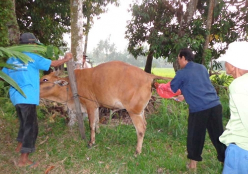 Luar Biasa, Program Gertak Birahi Sapi Bali di Siak Diatas Rata-rata 