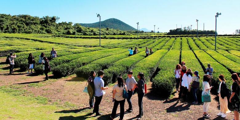 Mencicipi Teh Hijau di Pulau Jeju