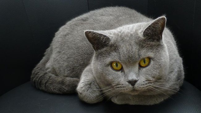 Kucing Bukan Satu-satunya Penyebar Toksoplasma 