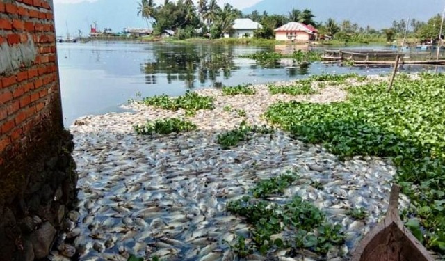 1,5 ton Ikan di Danau Maninjau Mati Lagi