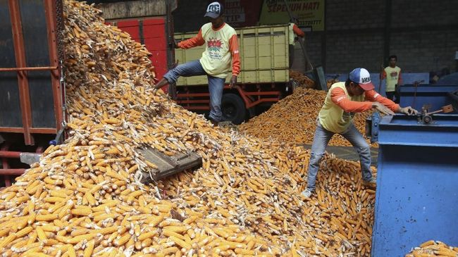 Gejolak Harga Jagung, Pemerintah Akui Telat Ukur Kebutuhan