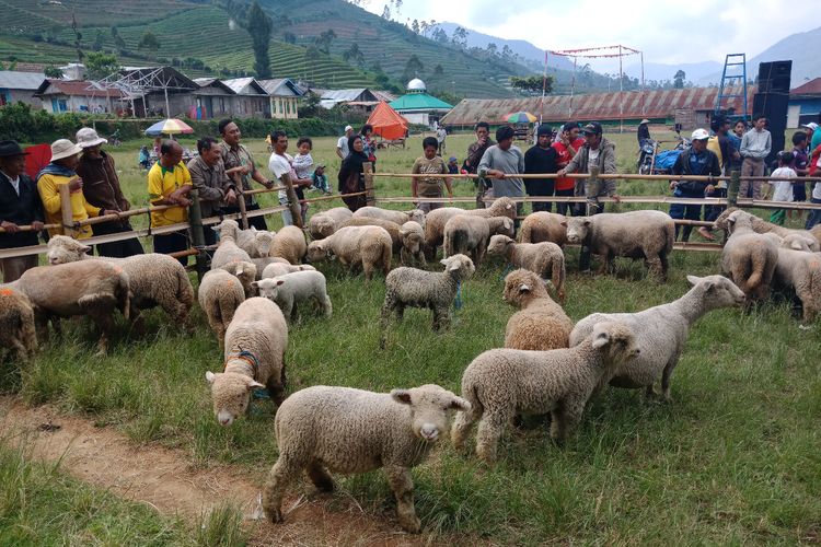 Lucunya Domba Batur, Shaun The Sheep-nya Banjarnegara 