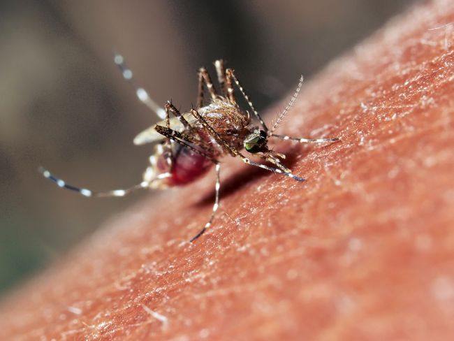 Sukseskan Program Belkaga, Yopi Minum Obat Filariasis Bersama Forkopimda
