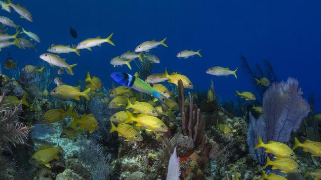Ikan di Atlantik Berganti Kelamin Super Cepat, 10 Hari Saja