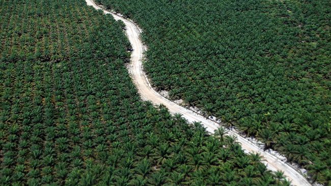 DPRD Riau Sebut 121 Pabrik Sawit Miliki Lahan Ilegal