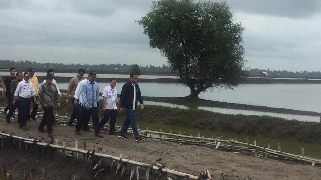 Panen di Tambak, Tangan Jokowi Terpatil Udang hingga Berdarah