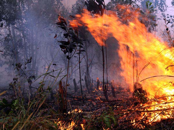 Titik Api di KHDTK Bukit Suligi Rohul Padam, Balai Diklat Lakukan Pemulihan