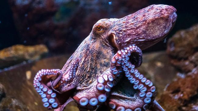 Kutu Laut dan Gurita Pasifik Muncul di Jakarta Aquarium