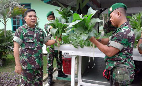 Koramil 02 Bukit Kapur Panen Tanaman Hidroponik