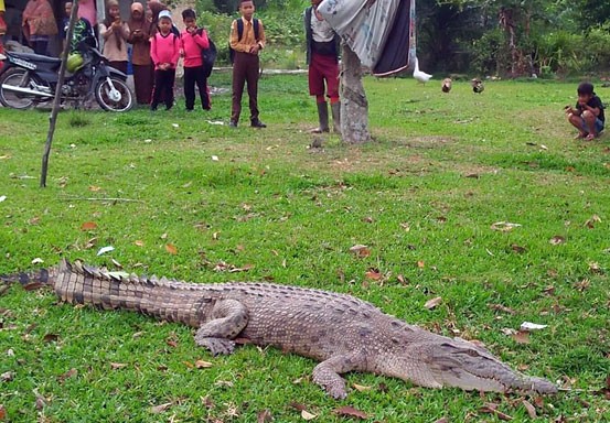 Heboh, Buaya Sungai Berkeliaran di Pekarangan Rumah Warga Siak