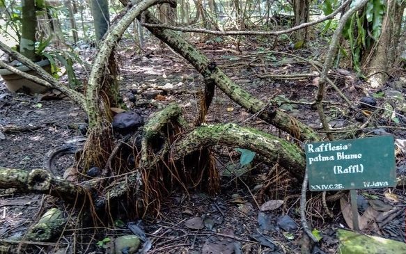 Peneliti Ingatkan Ancaman Nyata Kepunahan Rafflesia