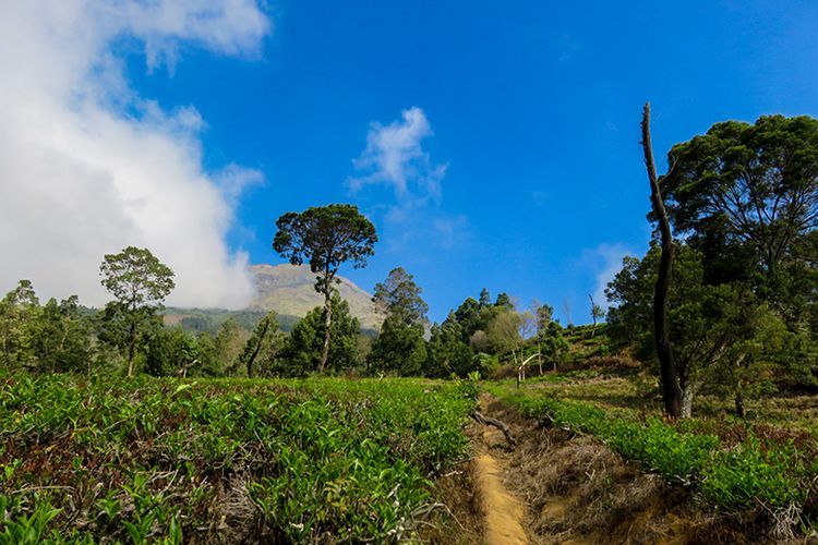 Rute dan Harga Tiket Pendakian di Basecamp Gunung Kendil via Sibajag