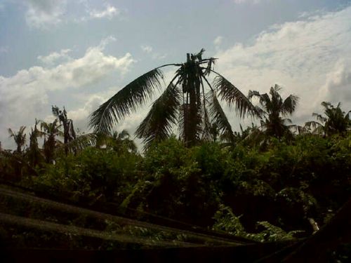 BLH Inhil Tutaskan Verifikasi, Petani Kelapa Sungai Bungus Berharap Solusi Konkrit 