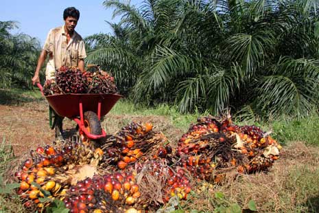 Petani Rohil Keluhkan Harga Sawit Merosot Tajam
