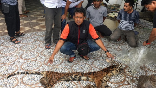 Pedagang Organ Harimau Sumatera Dibekuk Polda Riau.