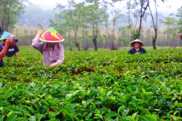 Main ke Malang? Jangan Lupa Hirup Udara Sejuk di Kebun Teh Wonosari 