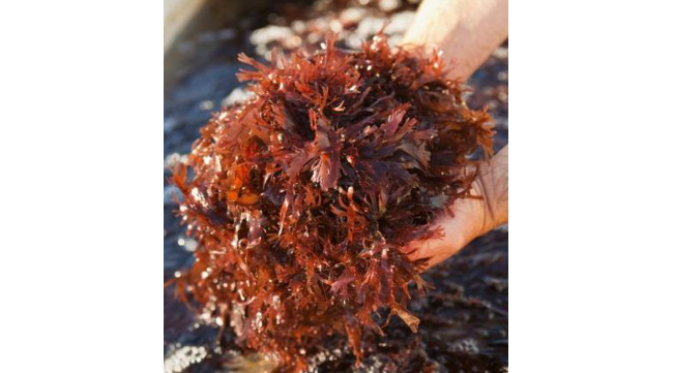 Rumput Laut, Bahan Antibiotik Generasi Baru? 