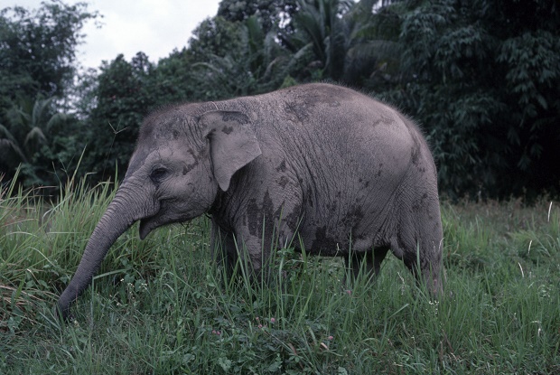 Seekor Gajah Liar Rusak Sawit Warga di Inhu