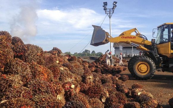 Kemenkeu Cek Silang Data KPK Soal Pengemplangan Pajak Sawit 