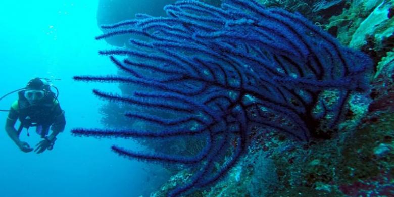 Wakatobi Membutuhkan Pemandu Selam Profesional