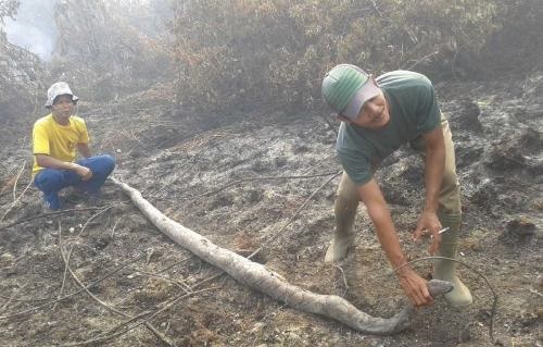 Bersihkan Sisa Karlahut,  Warga Menginjak Kepala Ular Phyton Dekat Lokasi Hilangnya Pratu Wahyudi 