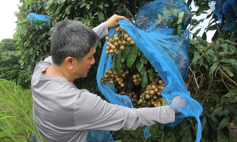 Nilai tukar petani turun, Pendapatan petani Riau makin defisit