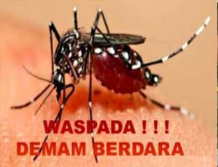 Masyarakat Dumai Diminta Waspadai Nyamuk Aedes Aegepty 
