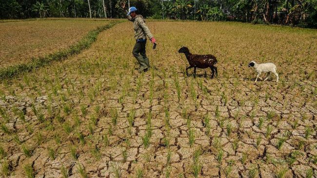 Sejumlah Daerah di Jawa-Bali Berpotensi Kekeringan Ekstrem 